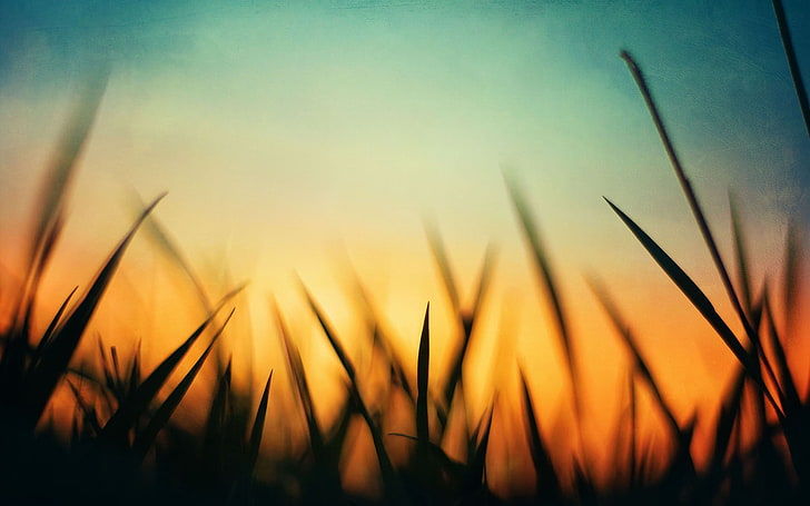 العشب الأخضر ، صورة ظلية العشب ، الطبيعة ، العشب ، غروب الشمس ، البرتقالي ، الأزرق ، الماكرو ، صورة ظلية، خلفية HD