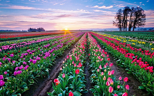 Fondo de escritorio de hermosos tulipanes 854, Fondo de pantalla HD HD wallpaper