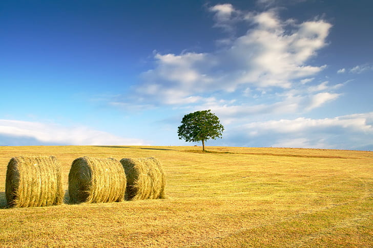 brown Hay near green leaf trees under white clouds, brown, Hay, green leaf, white clouds, verona, veneto, italy, countryside, tree, grass, morning  cloud, blue  sky, yellow, hot, composition, cherry, agriculture, bale, nature, rural Scene, field, summer, farm, sky, landscape, outdoors, harvesting, blue, landscaped, meadow, crop, straw, scenics, wheat, cloud - Sky, non-Urban Scene, land, HD wallpaper
