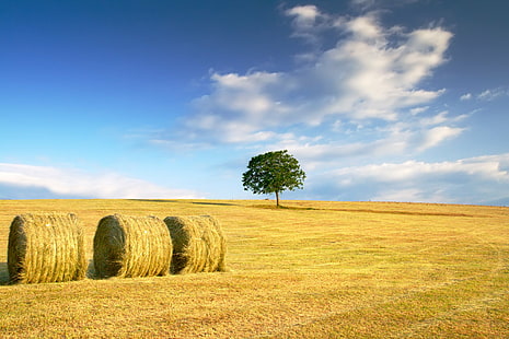 brown Hay near green leaf trees under white clouds, brown, Hay, green leaf, white clouds, verona, veneto, italy, countryside, tree, grass, morning  cloud, blue  sky, yellow, hot, composition, cherry, agriculture, bale, nature, rural Scene, field, summer, farm, sky, landscape, outdoors, harvesting, blue, landscaped, meadow, crop, straw, scenics, wheat, cloud - Sky, non-Urban Scene, land, HD wallpaper HD wallpaper