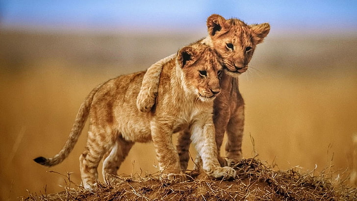 Love Brotherly Lion Cubs Photo Animals From Savannah Desktop Hd Wallpaper Para Celulares Tablet E Laptop 3840 × 2160, HD papel de parede
