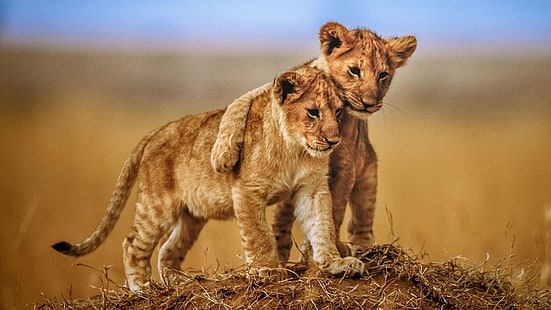 Brotherly Love Lion Cubs Photo Animals From Savannah Desktop Hd Tapeta na telefony komórkowe Tablet i laptop 3840 × 2160, Tapety HD HD wallpaper