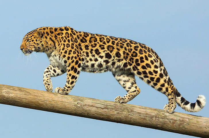 predatore, il leopardo dell'Amur, il leopardo dell'Estremo Oriente, Sfondo HD