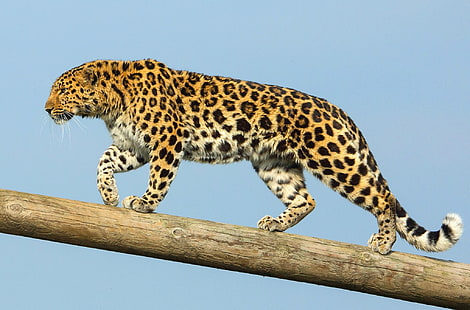 yırtıcı hayvan, Amur leoparı, uzak Doğu leoparı, HD masaüstü duvar kağıdı HD wallpaper