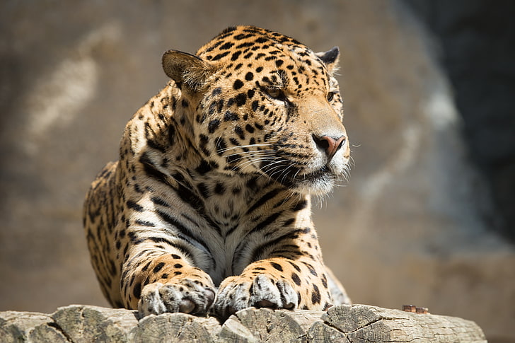 leopardo negro y naranja, jaguar, animal, depredador, mentira, gato grande, Fondo de pantalla HD