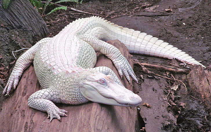 Albino, alligatorer, djur, natur, HD tapet