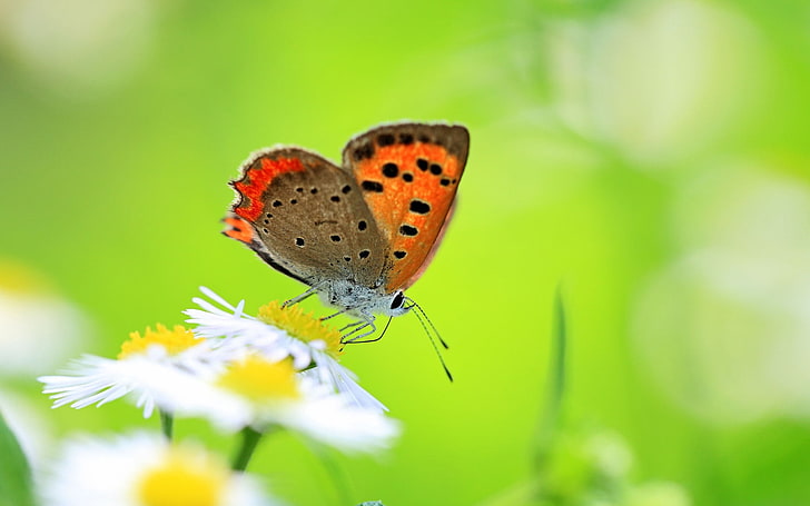 copper butterfly, butterfly, insect, chamomile, green, meadow, HD wallpaper