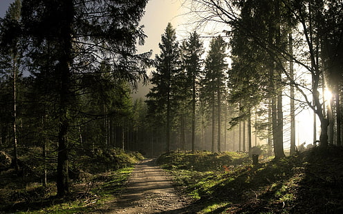 przyroda, las, drzewa, ścieżka, Tapety HD HD wallpaper