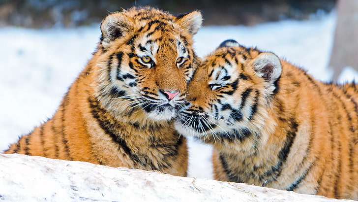 dois tigres, HD papel de parede