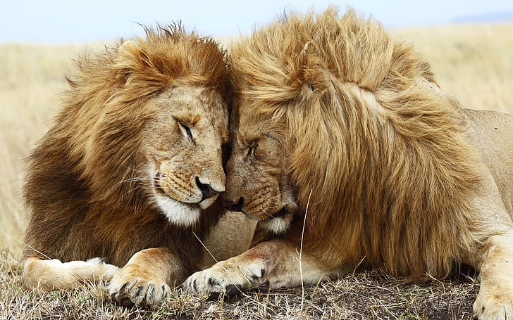 Animals, Lions, Big Cats, Male Lions, Affection, animals, lions, big cats, male lions, affection, HD wallpaper