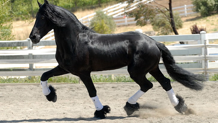 black horse, horse, race, tail, mane, wind, HD wallpaper