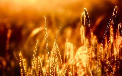 ภาพระยะใกล้ของหญ้าในแสงแดดอันอบอุ่นหญ้าอบอุ่นดวงอาทิตย์, วอลล์เปเปอร์ HD HD wallpaper