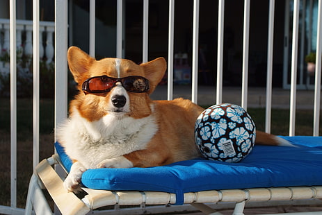 възрастен тен и бял корги, куче, топка, слънчеви очила, плаж, лъжа, HD тапет HD wallpaper