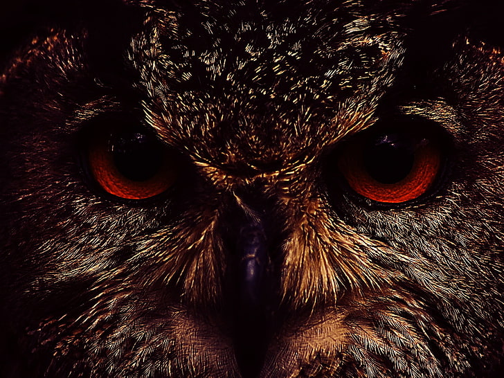 red and black owl eyes, eyes, face, Owl, 158, HD wallpaper