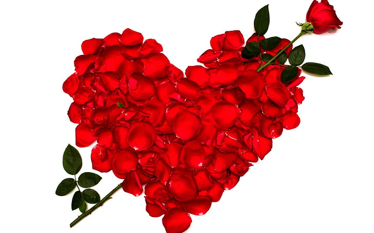 Delikatna miłość, serce, miłość, róża, płatki, projektowanie, 3d i abstrakcyjne, Tapety HD