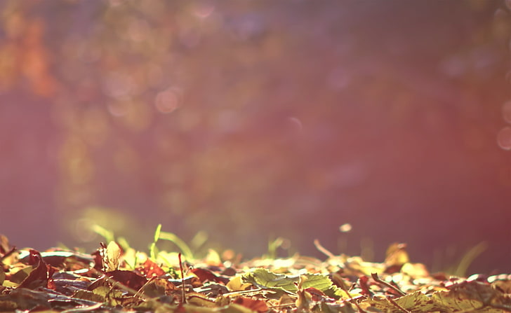 地上の葉、乾燥した葉、季節、秋、地面、葉、 HDデスクトップの壁紙