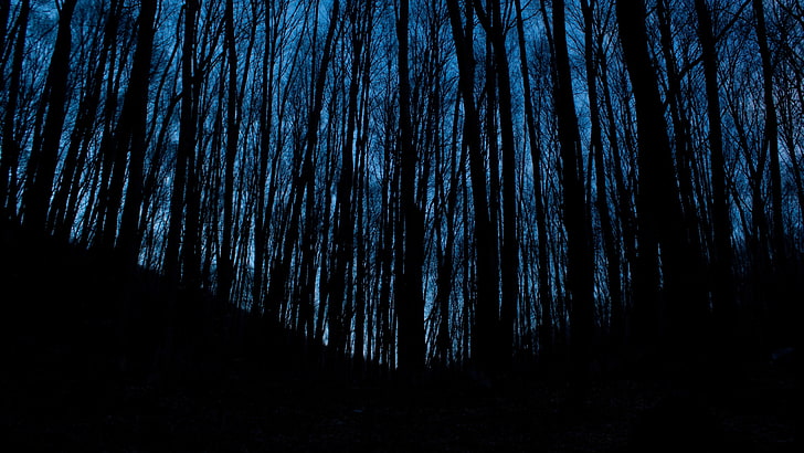 fotografia, floresta, silhueta, Vladimir Agafonkin, noite, escuro, azul, árvores, HD papel de parede