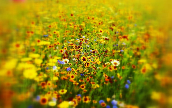 природа, цветя, поле, на открито, цветно, HD тапет