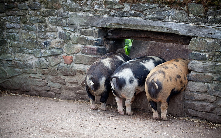 Little, Pig, Pigs, three, HD wallpaper