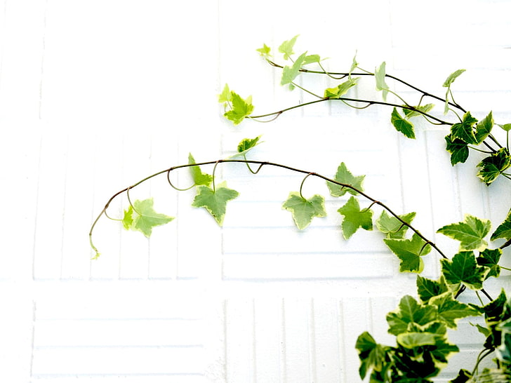 grünblättrige Pflanze, weiß, Blätter, Zweige, Pflanze, HD-Hintergrundbild