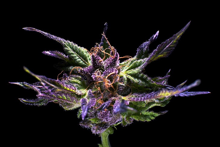 420, cannabis, marijuana, mauvaise herbe, Fond d'écran HD
