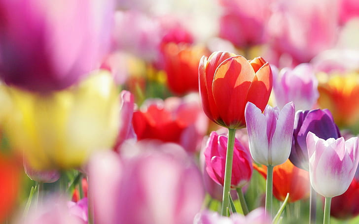 Красочное поле тюльпанов, цветок, природа, разноцветные, тюльпаны, поле, HD обои