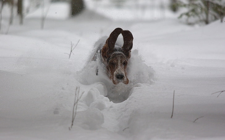 взрослая трехцветная бассет-хаунд, собака, снег, уши, бег, зима, HD обои