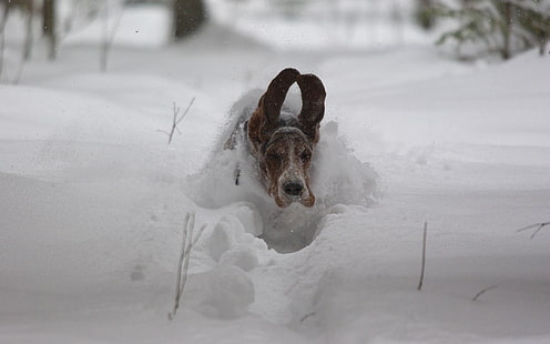 yetişkin üç renkli basset hound, köpek, kar, kulaklar, koşmak, kış, HD masaüstü duvar kağıdı HD wallpaper