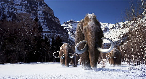 mammoth, HD wallpaper HD wallpaper