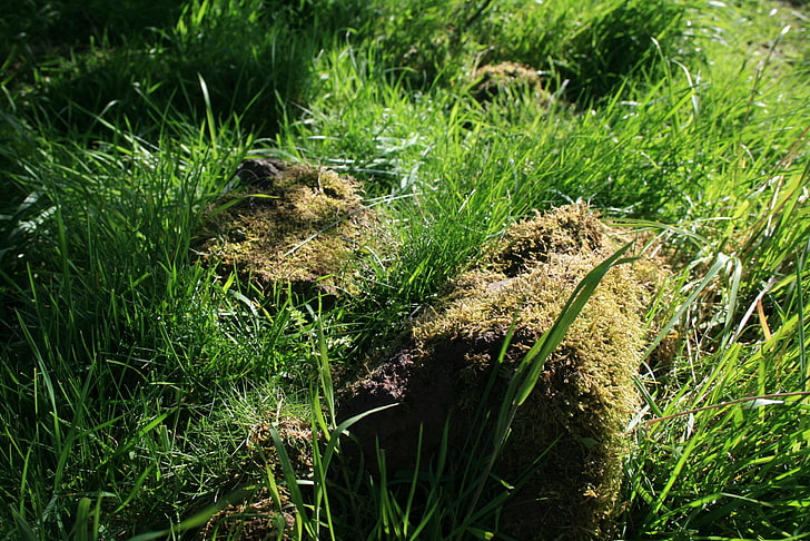 grüne Blattanlage mit Grünpflanze, Moos, Natur, Schottland, Großbritannien, HD-Hintergrundbild