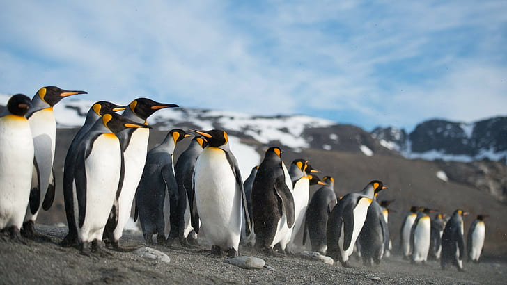 ธรรมชาติสัตว์นกเพนกวินนก, วอลล์เปเปอร์ HD