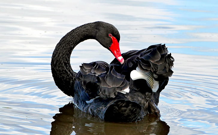 black swan on water, black swan, Cygnus atratus, water, nature, black birds, Lumix, f1000, Bridge camera, wildlife, Photo, Fans, bird, swan, animal, lake, beak, pond, HD wallpaper