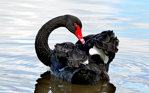 black swan on water, black swan, Cygnus atratus, water, nature, black birds, Lumix, f1000, Bridge camera, wildlife, Photo, Fans, bird, swan, animal, lake, beak, pond, HD wallpaper HD wallpaper