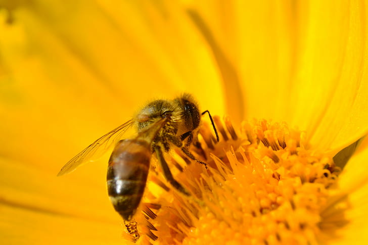 Пчелна пчела на жълто цвете отблизо снимка, макро, пчелен мед, пчелна пчела, жълто, цвете, отблизо, снимка, амарило, флор, nikon d3100, carmen de viboral, антиокия, колумбия, луза, пчела, насекомо, природа, цветен прашец, опрашване , близък план, скъпа, животно, лято, HD тапет