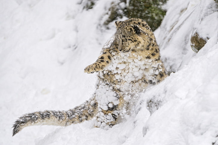snow, jump, the game, predator, slope, baby, IRBIS, snow leopard, cub, kitty, wild cat, HD wallpaper