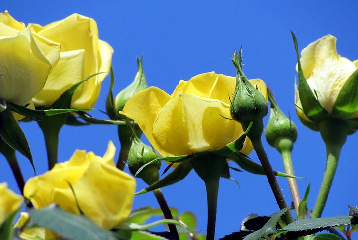yellow rose, roses, flowers, yellow, bud, sky, blue, HD wallpaper