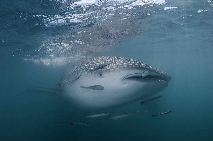 tubarão-baleia cinza, animais, natureza, tubarão, HD papel de parede