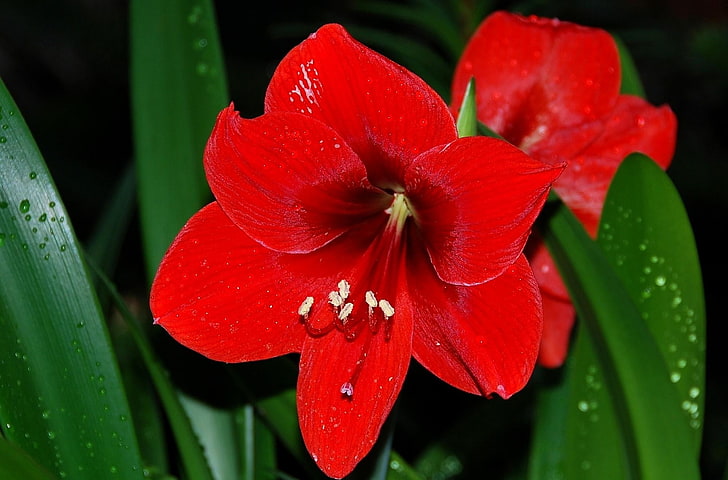 red petaled flowers, amaryllis, flower, dissolved, flowering, drops, leaves, close-up, HD wallpaper