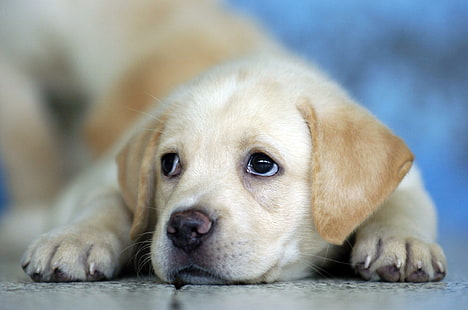 Simpatico cucciolo Labrador :), cuccioli labrador, cani, cuccioli, simpatici animali, labrador, animali, Sfondo HD HD wallpaper