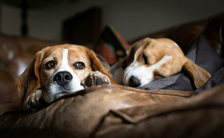 *** Beagles ***, beagles, hundar, djur, djur, HD tapet