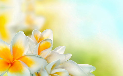 fotografia de close-up de pétalas de flores em branco e amarelo, flores, frangipani, flor, pétala, primavera, flor branca, HD papel de parede HD wallpaper