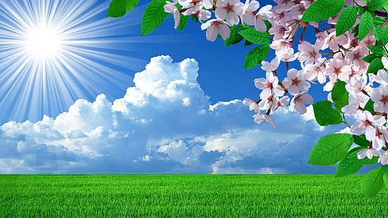 biało-różowe drzewo wiśni, pole, niebo, słońce, wiosna, kwiaty wiśni, Tapety HD HD wallpaper