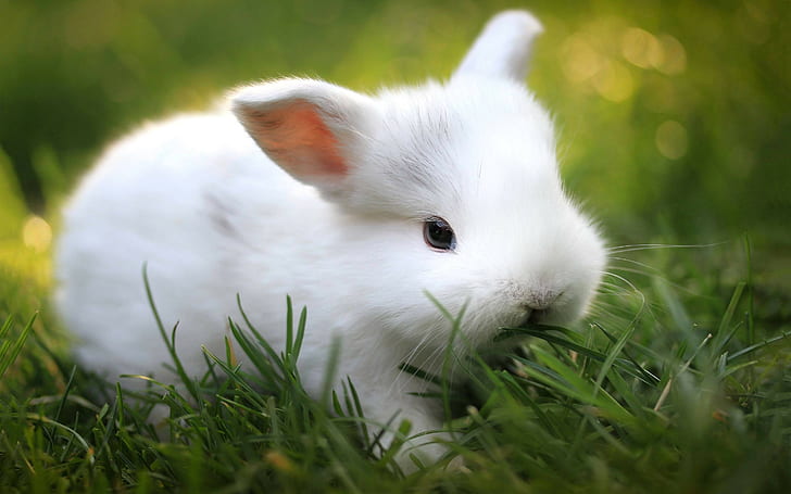 Tiere, Säugetiere, Kaninchen, Gras, HD-Hintergrundbild