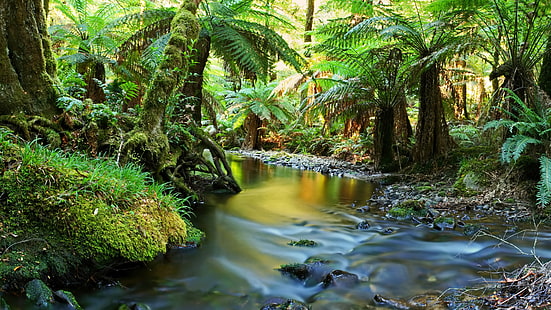 Upper Yarra River Victoria Australia Rain Forest Early Morning Hd Wallpapers for Mobile Phones Tablet And Laptop 3840 × 2160, Fond d'écran HD HD wallpaper
