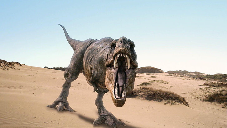 prehistoryczne zwierzęta, t-rex, dinozaury, Tapety HD