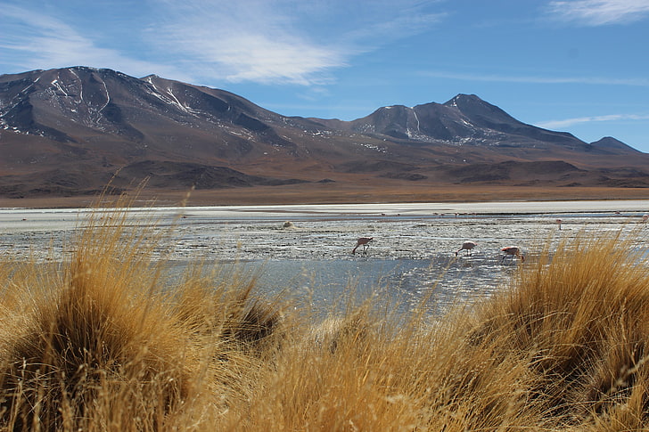 rzeka, krajobraz, ptaki, wzgórza, góry, flamingi, Boliwia, Tapety HD