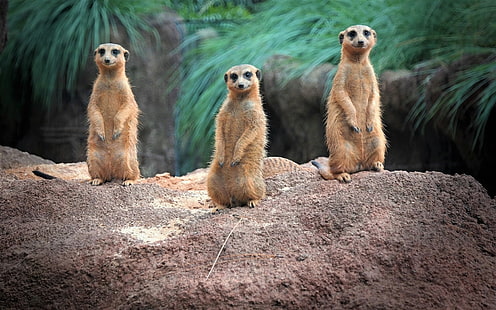 binatang, imut, meerkat, Wallpaper HD HD wallpaper