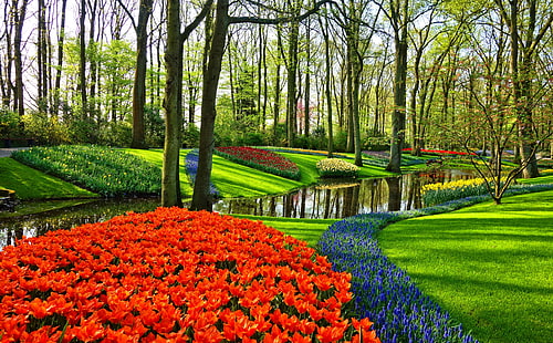 オランダの有名なチューリップガーデン、赤い花、ヨーロッパ、オランダ、チューリップ、美しい、春、グリーン、草、庭、花、木、デザイン、湖、写真、公園、オランダ、春、オランダ語、造園、 HDデスクトップの壁紙 HD wallpaper