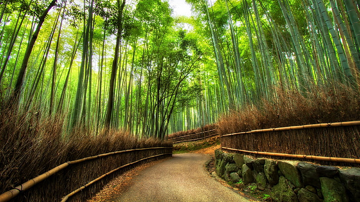 naturaleza, camino, vegetación, verde, bosque, bambú, bosque de bambú, camino, bosque, árbol, selva, arboleda, luz solar, Fondo de pantalla HD