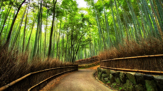 nature, path, vegetation, green, forest, bamboo, bamboo forest, pathway, woodland, tree, jungle, grove, sunlight, HD wallpaper HD wallpaper